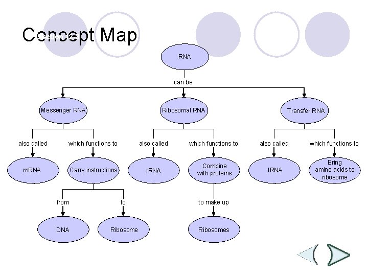 Concept Map Section 12 -3 RNA can be Messenger RNA also called Ribosomal RNA