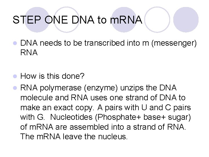 STEP ONE DNA to m. RNA l DNA needs to be transcribed into m