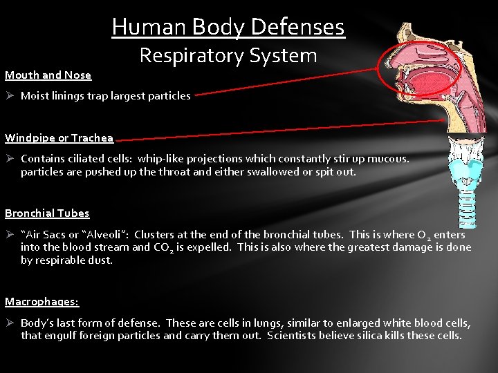 Human Body Defenses Mouth and Nose Respiratory System Ø Moist linings trap largest particles