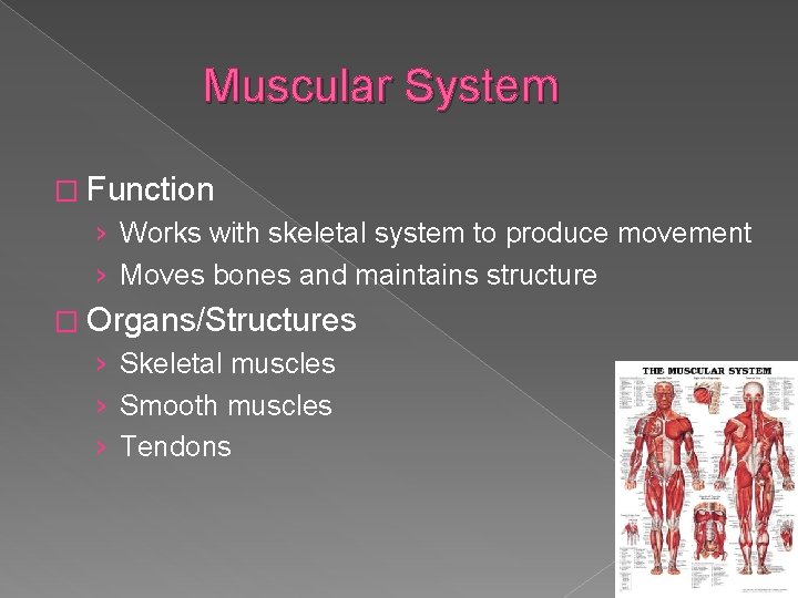 Muscular System � Function › Works with skeletal system to produce movement › Moves