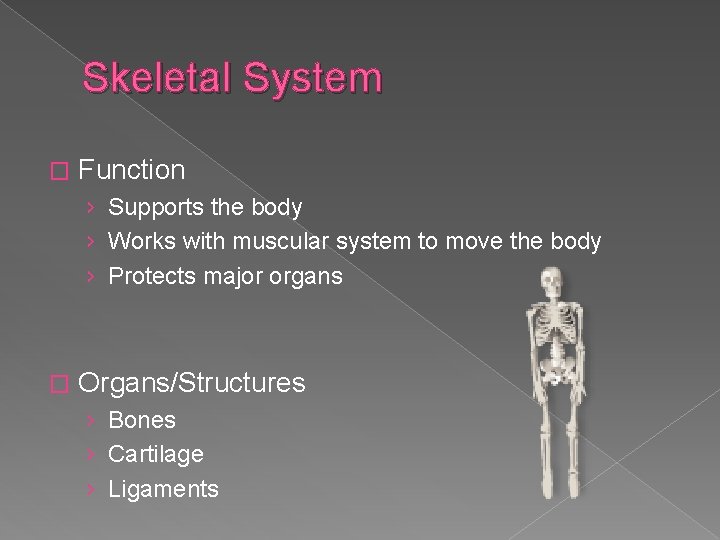 Skeletal System � Function › Supports the body › Works with muscular system to