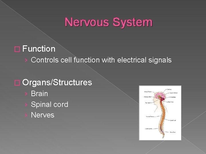 Nervous System � Function › Controls cell function with electrical signals � Organs/Structures ›