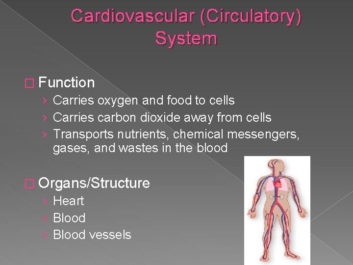 Cardiovascular (Circulatory) System � Function › Carries oxygen and food to cells › Carries