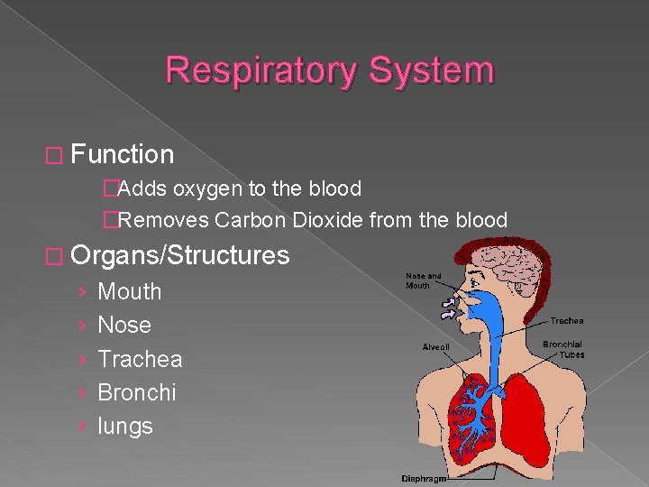 Respiratory System � Function �Adds oxygen to the blood �Removes Carbon Dioxide from the