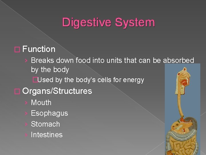 Digestive System � Function › Breaks down food into units that can be absorbed