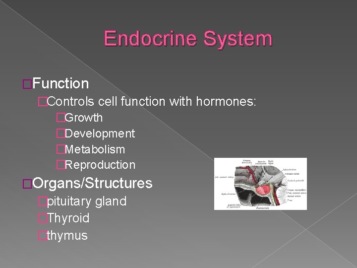 Endocrine System �Function �Controls cell function with hormones: �Growth �Development �Metabolism �Reproduction �Organs/Structures �pituitary