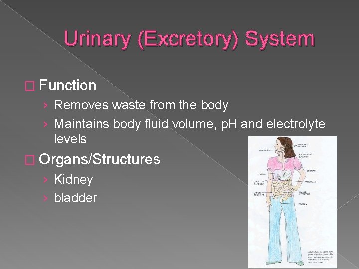 Urinary (Excretory) System � Function › Removes waste from the body › Maintains body