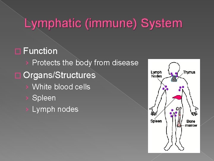 Lymphatic (immune) System � Function › Protects the body from disease � Organs/Structures ›