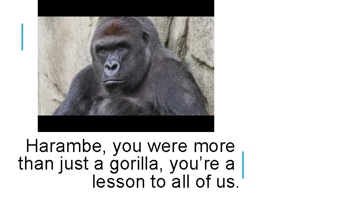 Harambe, you were more than just a gorilla, you’re a lesson to all of