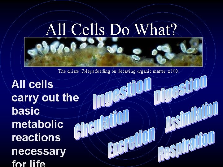 All Cells Do What? The ciliate Coleps feeding on decaying organic matter. x 100.