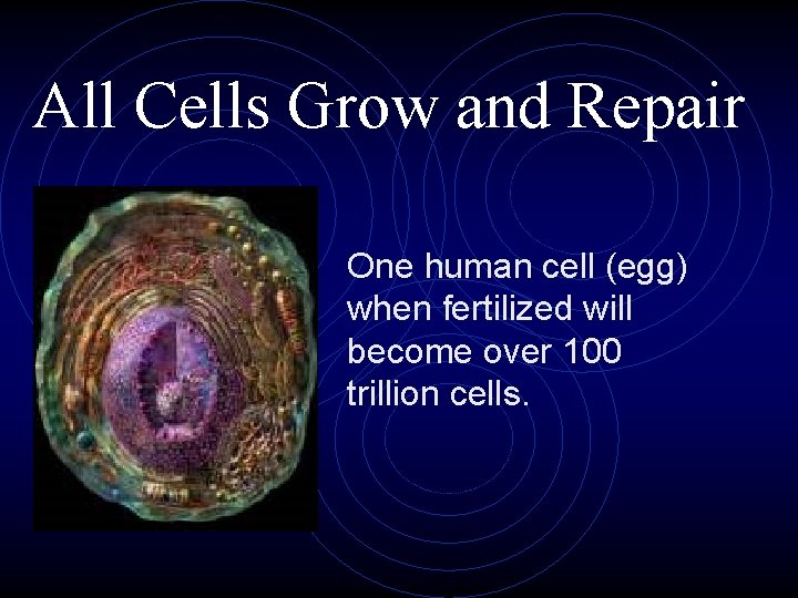 All Cells Grow and Repair One human cell (egg) when fertilized will become over