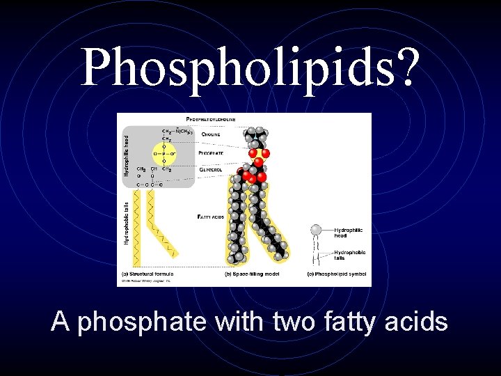 Phospholipids? A phosphate with two fatty acids 