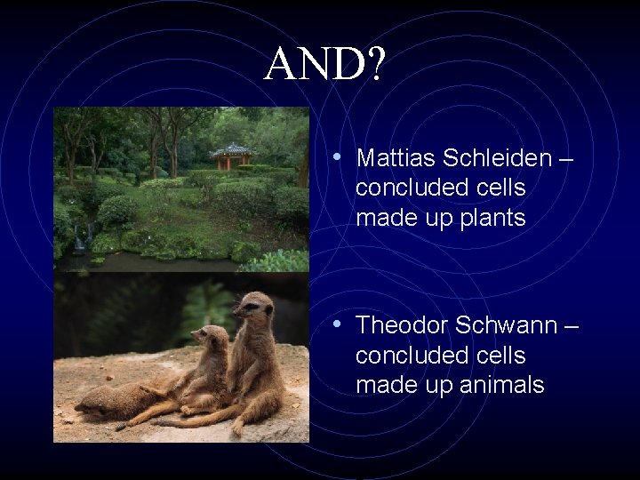 AND? • Mattias Schleiden – concluded cells made up plants • Theodor Schwann –