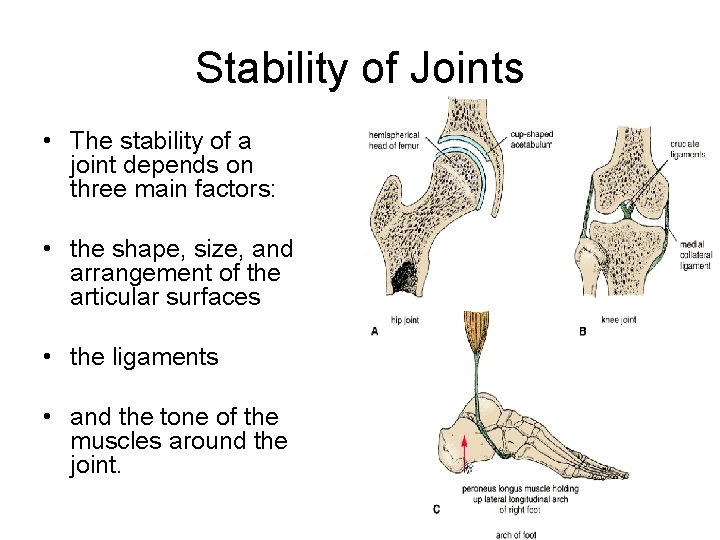 Stability of Joints • The stability of a joint depends on three main factors: