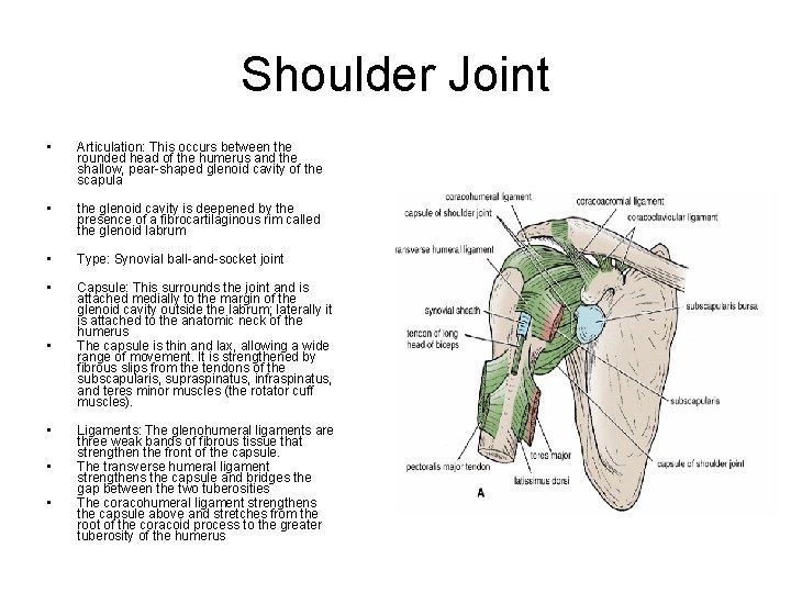 Shoulder Joint • Articulation: This occurs between the rounded head of the humerus and