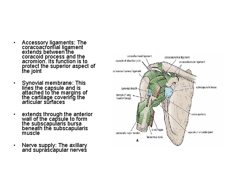  • Accessory ligaments: The coracoacromial ligament extends between the coracoid process and the
