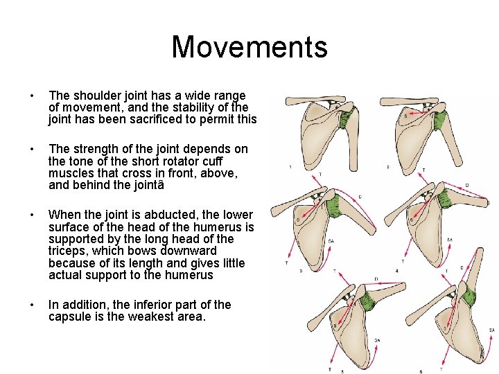 Movements • The shoulder joint has a wide range of movement, and the stability