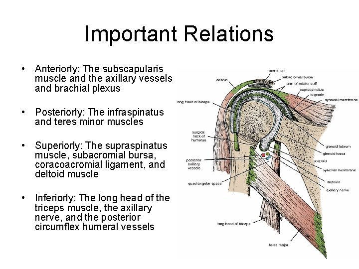 Important Relations • Anteriorly: The subscapularis muscle and the axillary vessels and brachial plexus