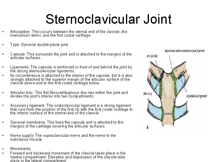 Sternoclavicular Joint • Articulation: This occurs between the sternal end of the clavicle, the