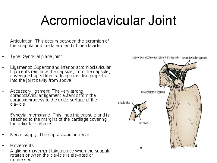 Acromioclavicular Joint • Articulation: This occurs between the acromion of the scapula and the