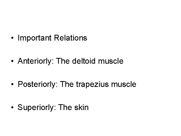  • Important Relations • Anteriorly: The deltoid muscle • Posteriorly: The trapezius muscle