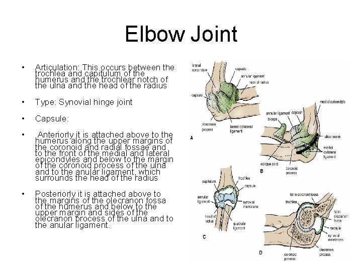 Elbow Joint • Articulation: This occurs between the trochlea and capitulum of the humerus