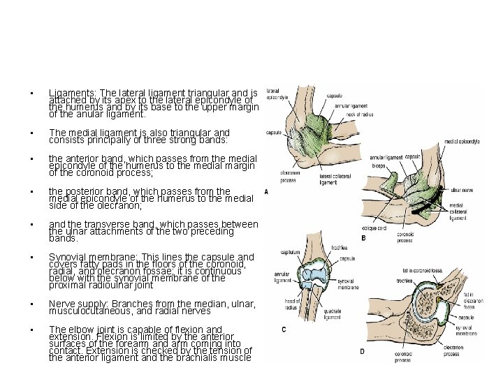  • Ligaments: The lateral ligament triangular and is attached by its apex to