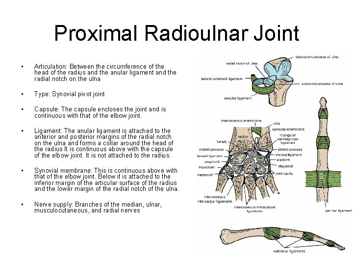 Proximal Radioulnar Joint • Articulation: Between the circumference of the head of the radius