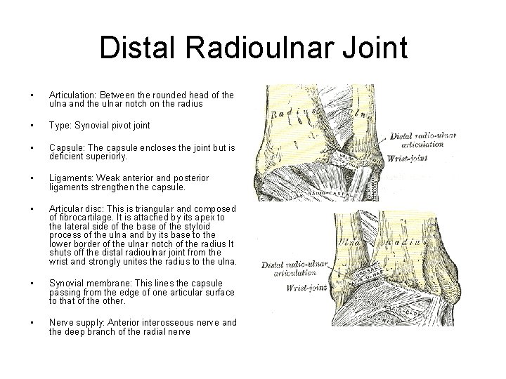 Distal Radioulnar Joint • Articulation: Between the rounded head of the ulna and the