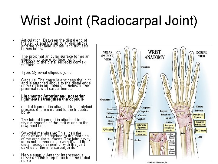Wrist Joint (Radiocarpal Joint) • Articulation: Between the distal end of the radius and