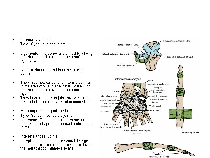  • • Intercarpal Joints Type: Synovial plane joints • Ligaments: The bones are