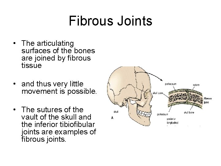Fibrous Joints • The articulating surfaces of the bones are joined by fibrous tissue