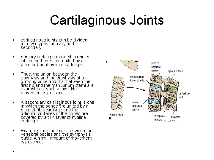 Cartilaginous Joints • cartilaginous joints can be divided into two types: primary and secondary.