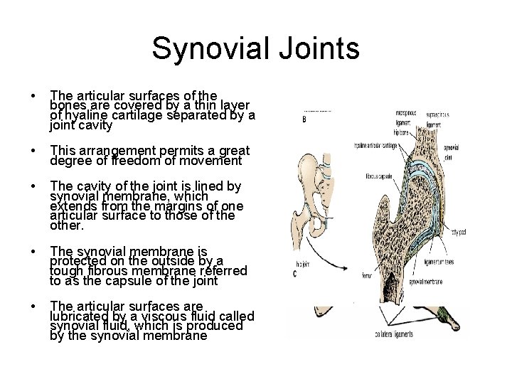 Synovial Joints • The articular surfaces of the bones are covered by a thin