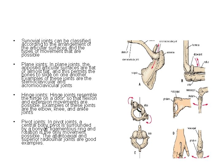  • Synovial joints can be classified according to the arrangement of the articular