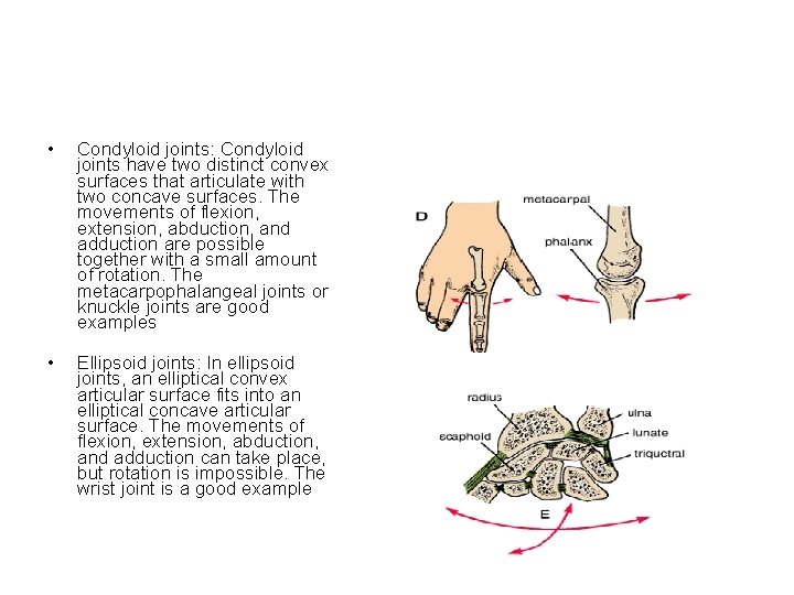  • Condyloid joints: Condyloid joints have two distinct convex surfaces that articulate with
