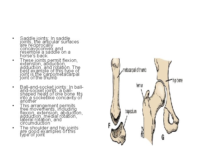  • • • Saddle joints: In saddle joints, the articular surfaces are reciprocally