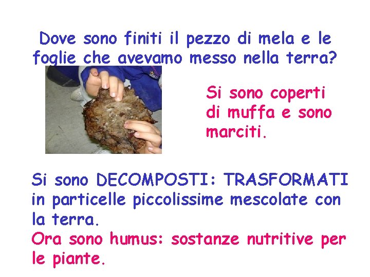 Dove sono finiti il pezzo di mela e le foglie che avevamo messo nella