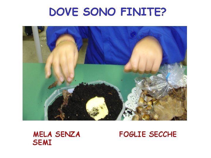 DOVE SONO FINITE? MELA SENZA SEMI FOGLIE SECCHE 