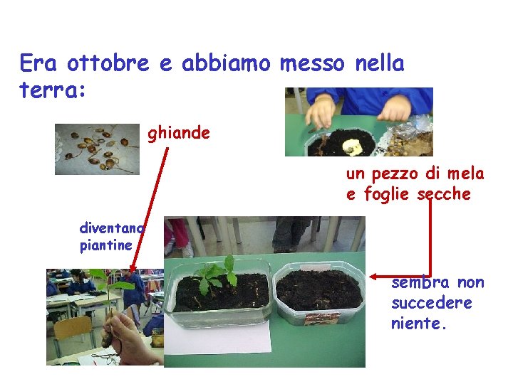 Era ottobre e abbiamo messo nella terra: ghiande un pezzo di mela e foglie