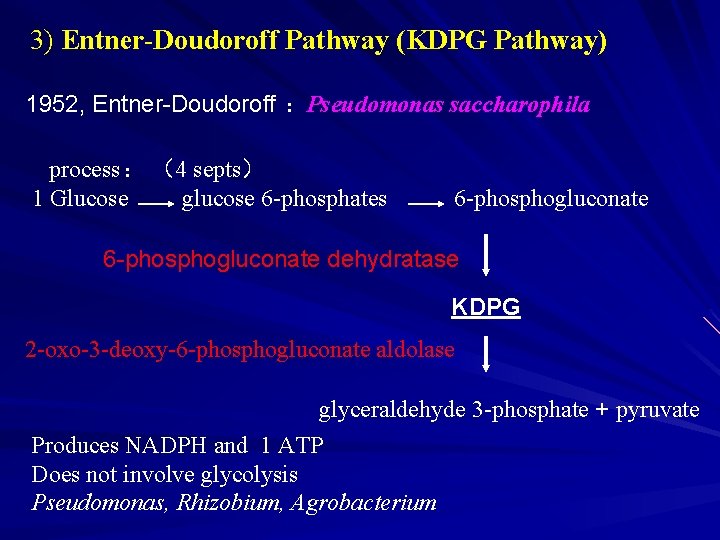 3) Entner-Doudoroff Pathway (KDPG Pathway) 1952, Entner-Doudoroff ：Pseudomonas saccharophila process： （4 septs） 1 Glucose