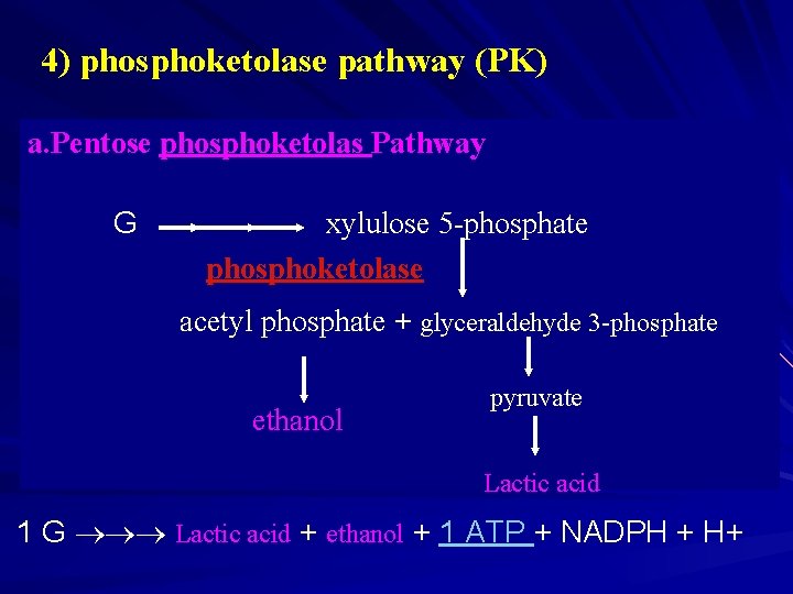 4) phosphoketolase pathway (PK) a. Pentose phosphoketolas Pathway a. G xylulose 5 -phosphate phosphoketolase