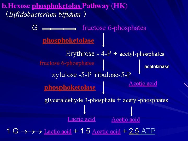 b. Hexose phosphoketolas Pathway (HK) （Bifidobacterium bifidum ） G fructose 6 -phosphates phosphoketolase Erythrose