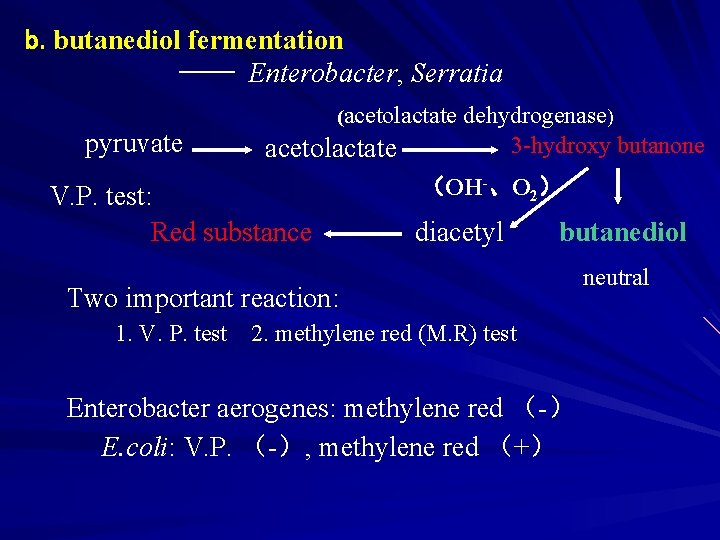 b. butanediol fermentation —— Enterobacter, Serratia pyruvate (acetolactate V. P. test: Red substance dehydrogenase)