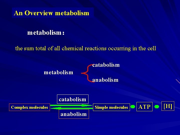 An Overview metabolism： the sum total of all chemical reactions occurring in the cell