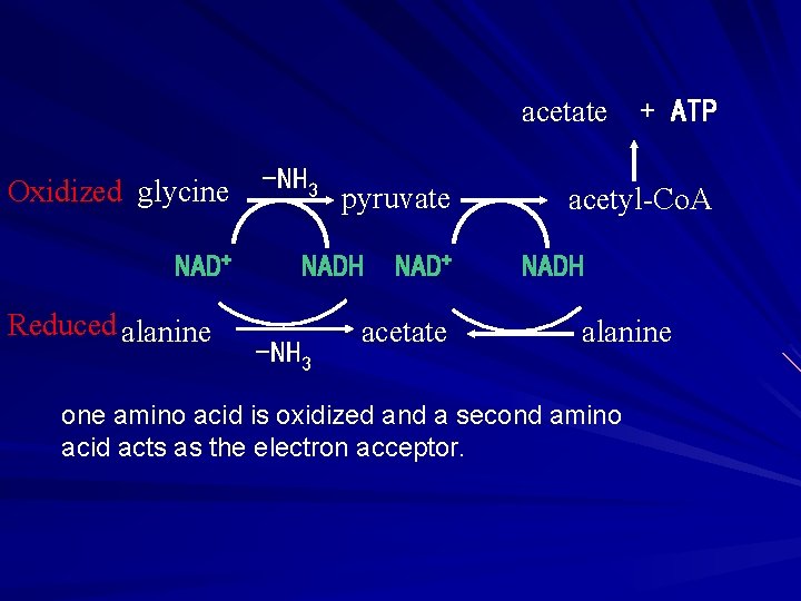 acetate Oxidized glycine NAD+ Reduced alanine -NH 3 pyruvate NADH -NH 3 NAD+ acetate