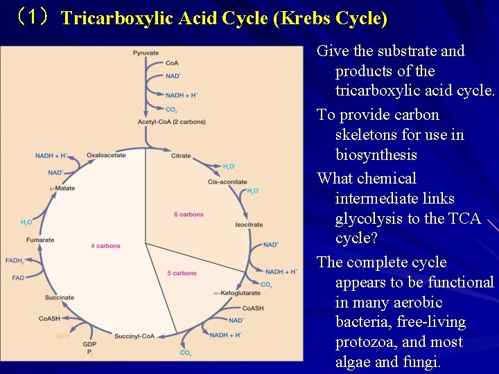 （1）Tricarboxylic Acid Cycle (Krebs Cycle) Give the substrate and products of the tricarboxylic acid