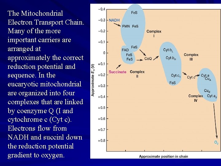 The Mitochondrial Electron Transport Chain. Many of the more important carriers are arranged at