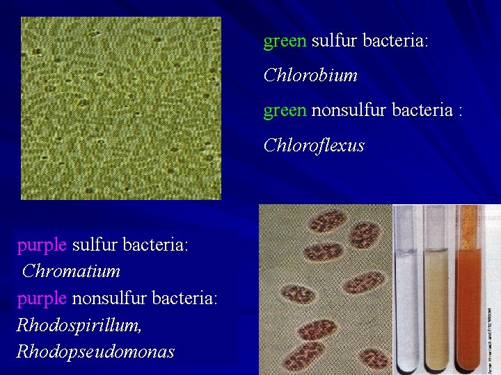 green sulfur bacteria: Chlorobium green nonsulfur bacteria : Chloroflexus purple sulfur bacteria: Chromatium purple