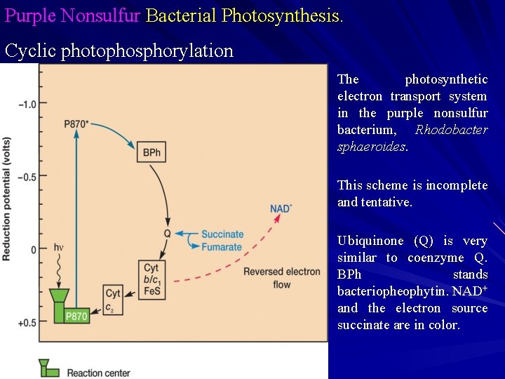 Purple Nonsulfur Bacterial Photosynthesis. Cyclic photophosphorylation The photosynthetic electron transport system in the purple